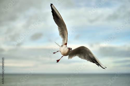 Seagulls fly on the Baltic Sea in winter. Catching food for the summer.