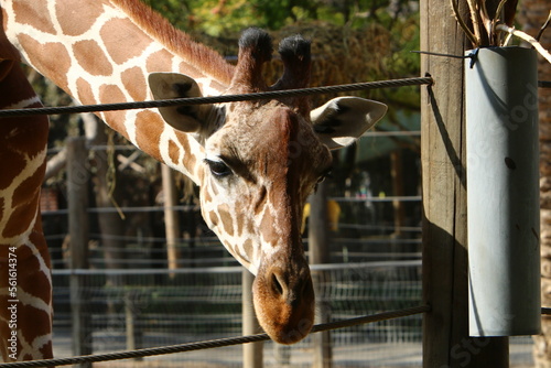 A giraffe lives in a zoo in Israel.