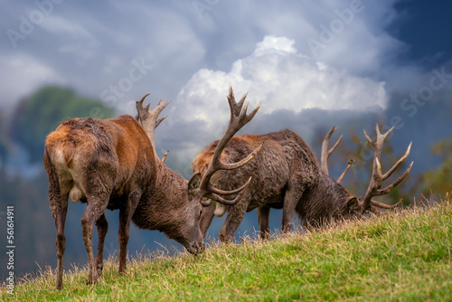 2 Hirsche im Wolkenmeer