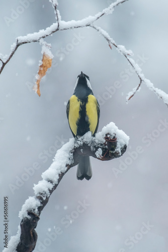 Great tit (Parus major) perched on a snowy branch during a snowfall, looking up at the sky, Winter wildlife scene. Italian Alps.