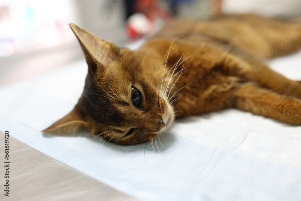 Sad sick cat lies on table in veterinary clinic.