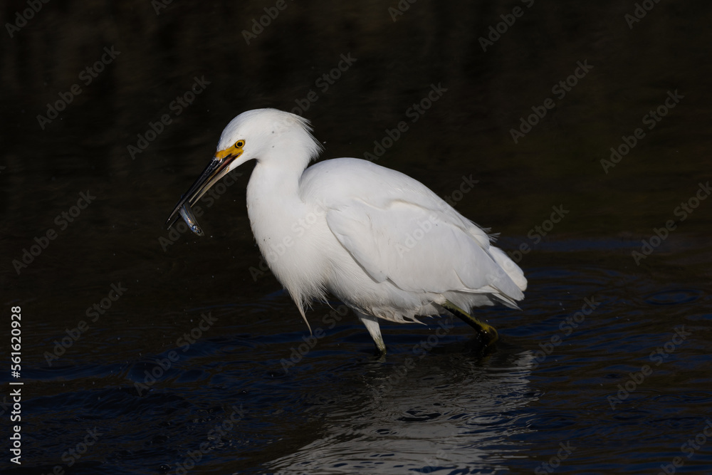 Great egret catching a fish, seen in the wild in a North California marsh Great egret catching a fish, seen in the wild in a North California marsh