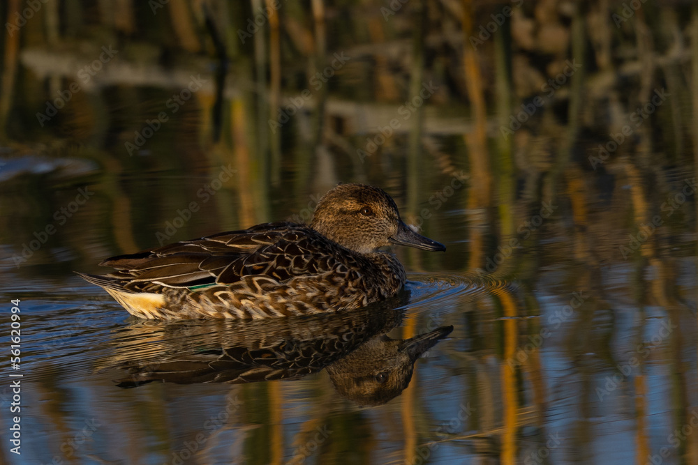 Female wild duck, seen in a North California marsh Female wild duck, seen in a North California marsh