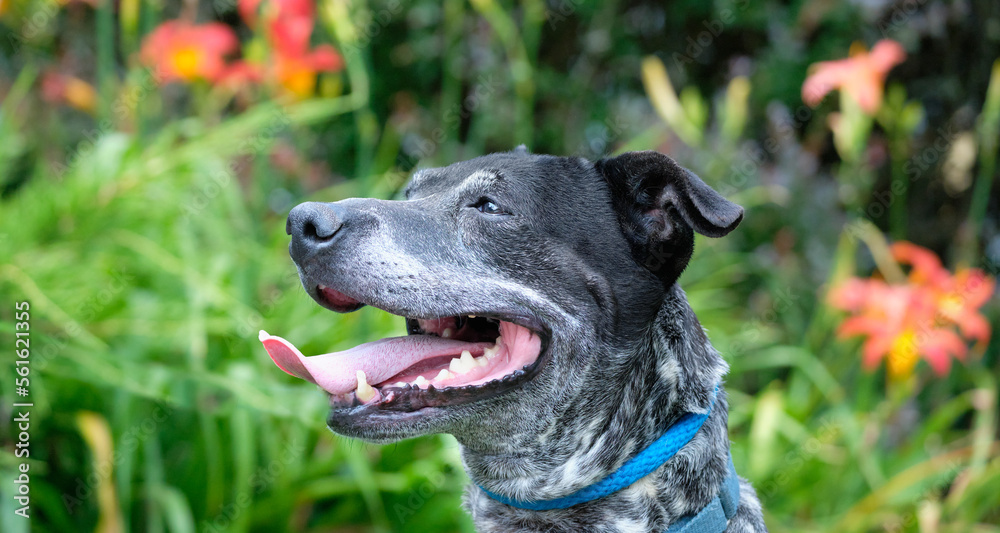 Portrait of single dog outside. Photo of dog running outdoors. photograph of dog close up. animal portrait of face. Portrait of single dog outside. Photo of dog running outdoors. photograph of dog close up. animal portrait of face.