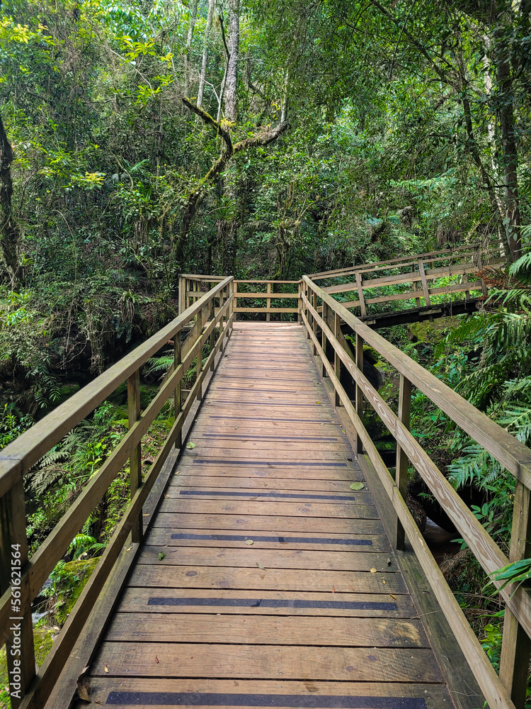Wooden walkway in the forest leading to the Buraco do Padre cave in the state of Parana in Brazil.