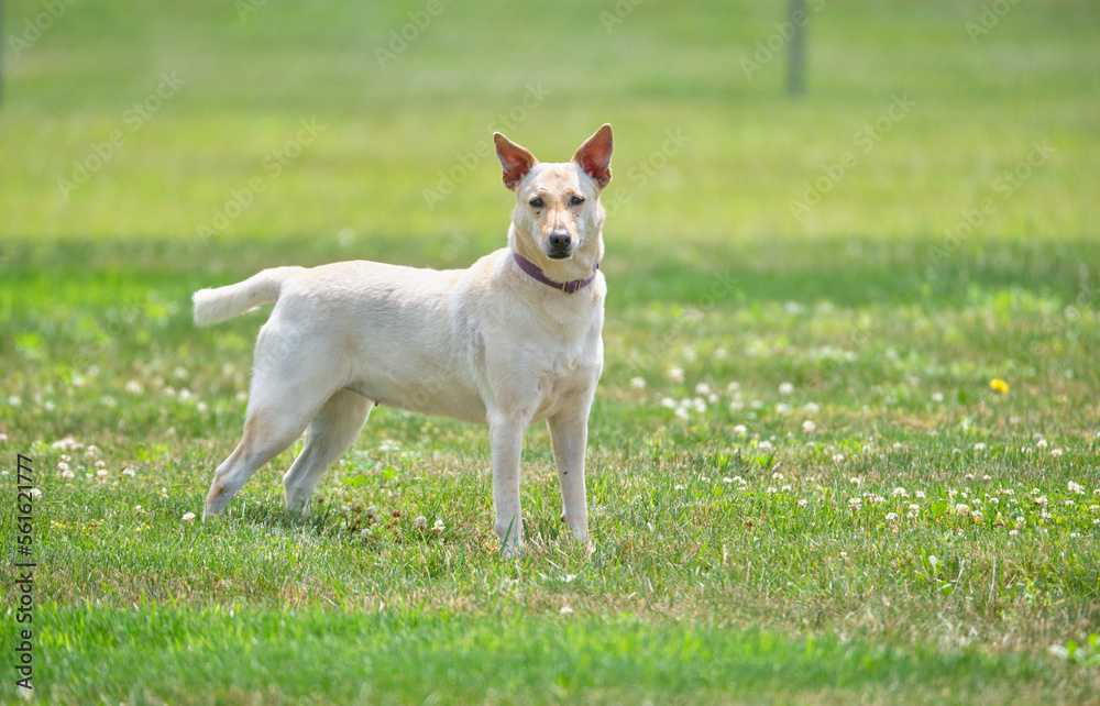 Portrait of single dog outside. Photo of dog running outdoors. photograph of dog close up. animal portrait of face. Portrait of single dog outside. Photo of dog running outdoors. photograph of dog close up. animal portrait of face.