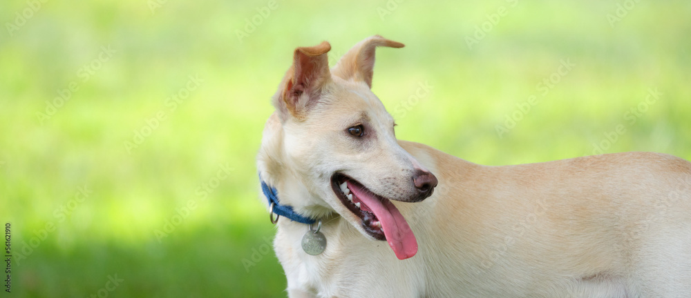 Portrait of single dog outside. Photo of dog running outdoors. photograph of dog close up. animal portrait of face.