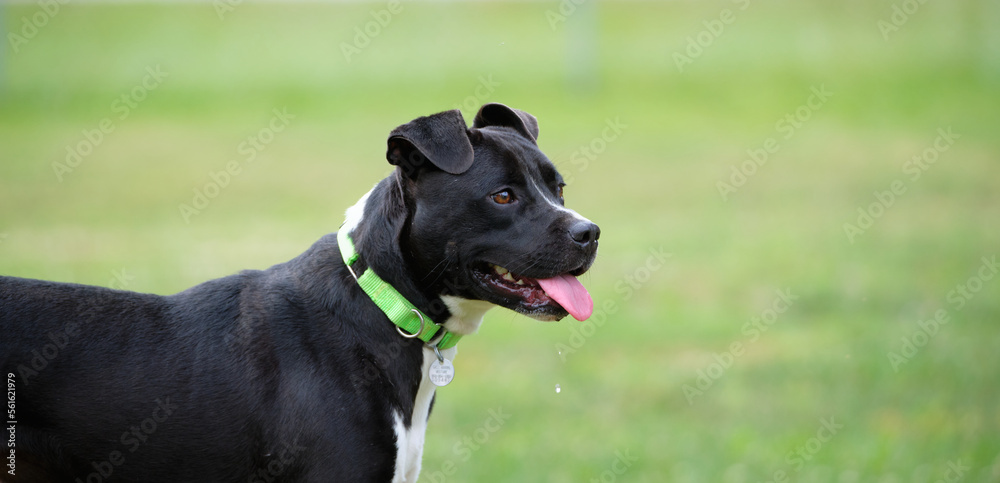 Portrait of single dog outside. Photo of dog running outdoors. photograph of dog close up. animal portrait of face. Portrait of single dog outside. Photo of dog running outdoors. photograph of dog close up. animal portrait of face.