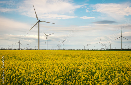 Blooming yellow canola field with wind turbines in the background in the countryside