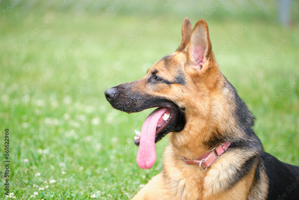 Portrait of single dog outside. Photo of dog running outdoors. photograph of dog close up. animal portrait of face.