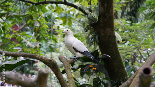 Pied imperial-pigeon|Ducula bicolor|斑皇鸠