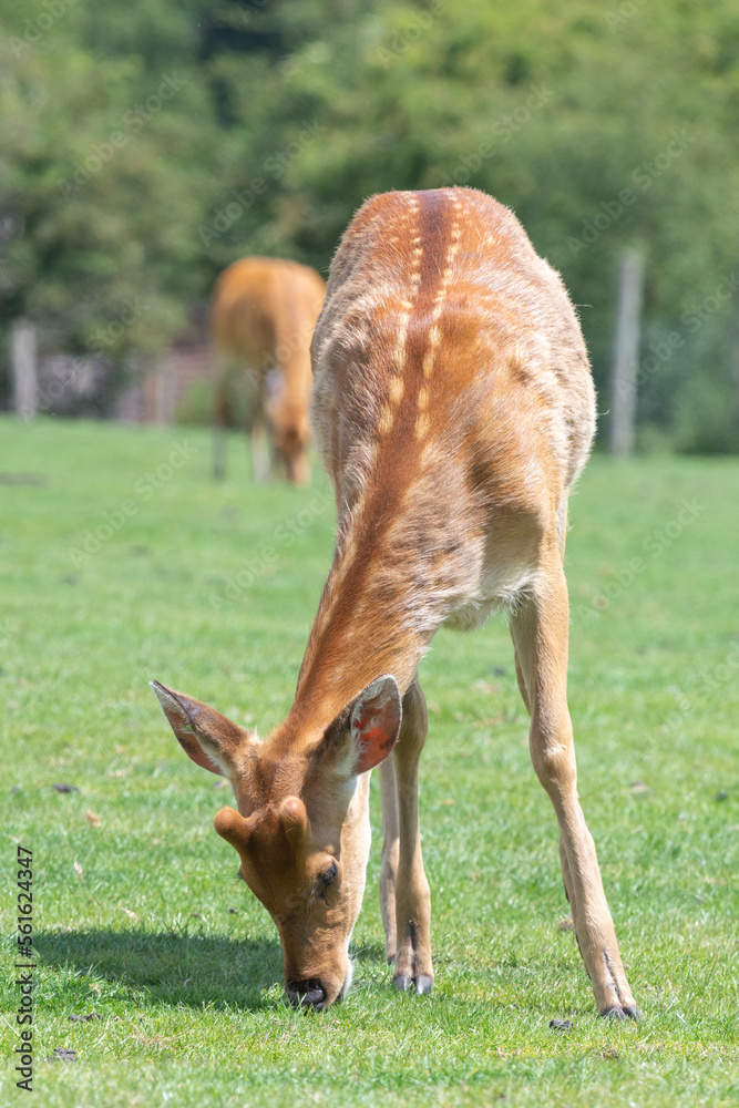 Barasingha (rucervus duvaucelii) deer