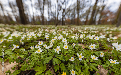 Fototapeta Naklejka Na Ścianę i Meble -  Wide angle view to small glade full of tiny white and yellow flowers in small park