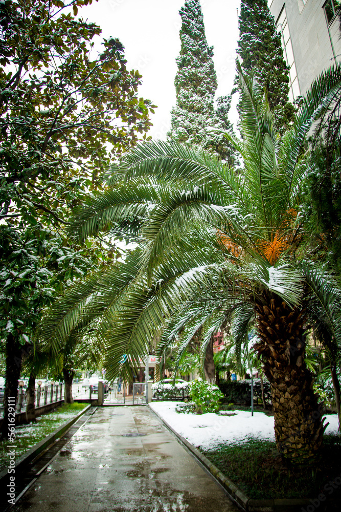 Spring snow on palm trees in the city