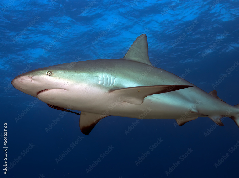 Fototapeta premium A Caribbean Reef Shark (Carcharhinus perezii) in Bimini, Bahamas