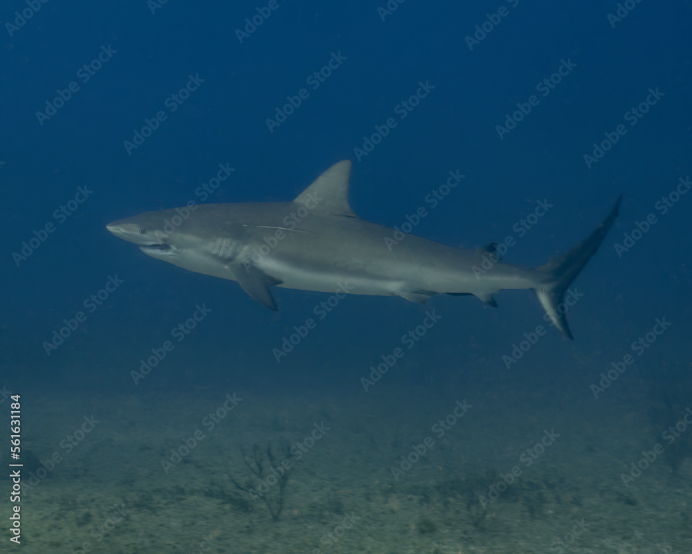 A Caribbean Reef Shark (Carcharhinus perezii) in Bimini, Bahamas