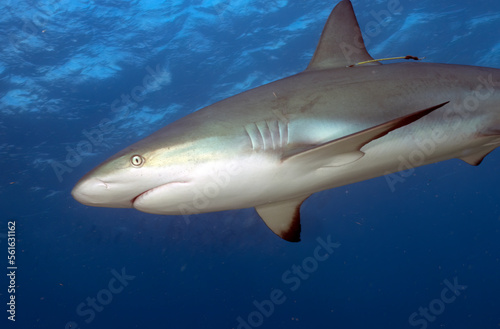 A Caribbean Reef Shark  Carcharhinus perezii  in Bimini  Bahamas