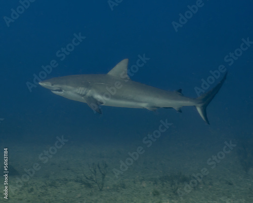 A Caribbean Reef Shark (Carcharhinus perezii) in Bimini, Bahamas © Rob