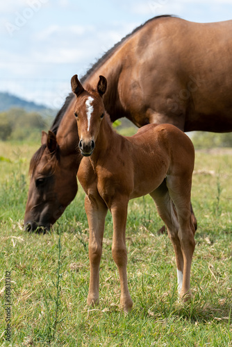 Young Quarter Horse foal standing. Grazing mare behind foal. Selective focus. 