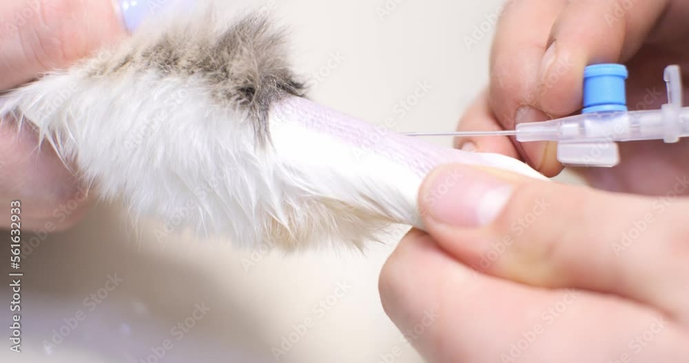 Placement of an intravenous catheter in the front paw of a cat. The