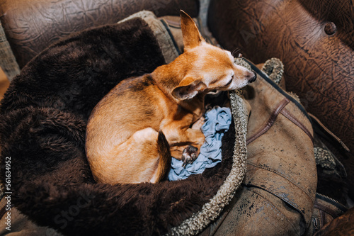 A small red-haired old dog of that terrier breed, chihuahua lies on a jacket in a chair. Photo of an animal.