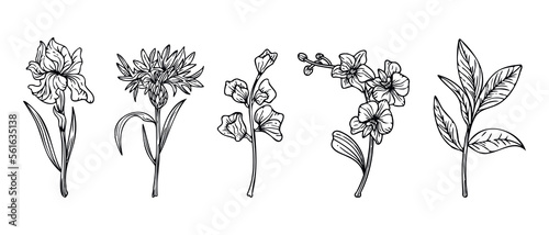 Collection of hand drawn line art flowers and leaves illustration isolated on white background