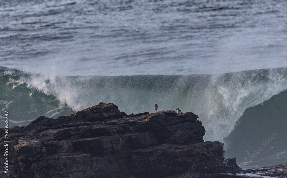 An afternoon on the Cantabrian coast with landscapes, fauna and waves! An afternoon on the Cantabrian coast with landscapes, fauna and waves!