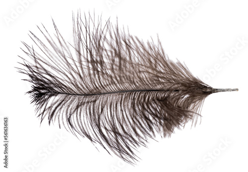 brown dark fluffy ostrich feather on white