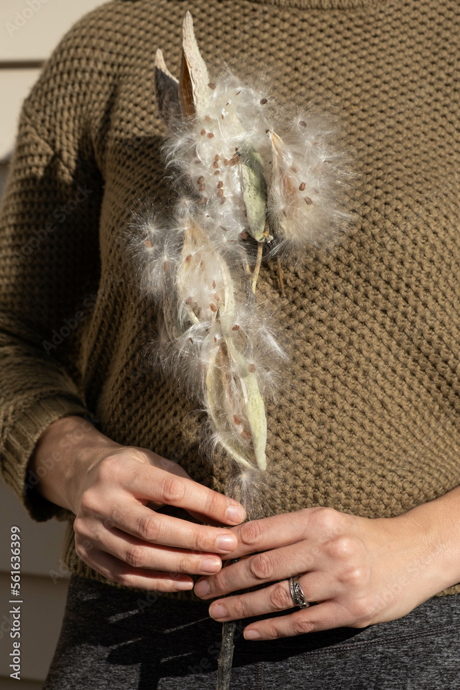 Woman holds milkweed pods that have gone to seed; seed saving for native plant restoration