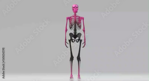 video skeleton, anatomy, body, skull