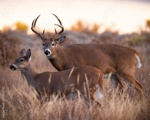 Mature White-tailed deer (odocoileus virginianus) standing broadside in field with doe in foreground during fall White-tailed deer rut Colorado, USA