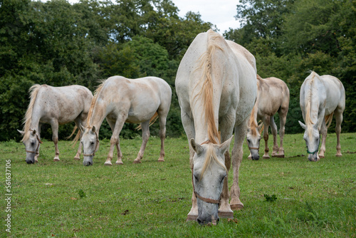 horses in the meadow © J. P. Gebauer