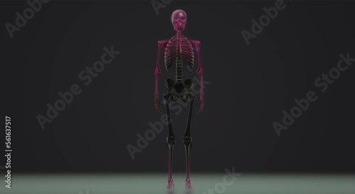 video skeleton, anatomy, body, skull