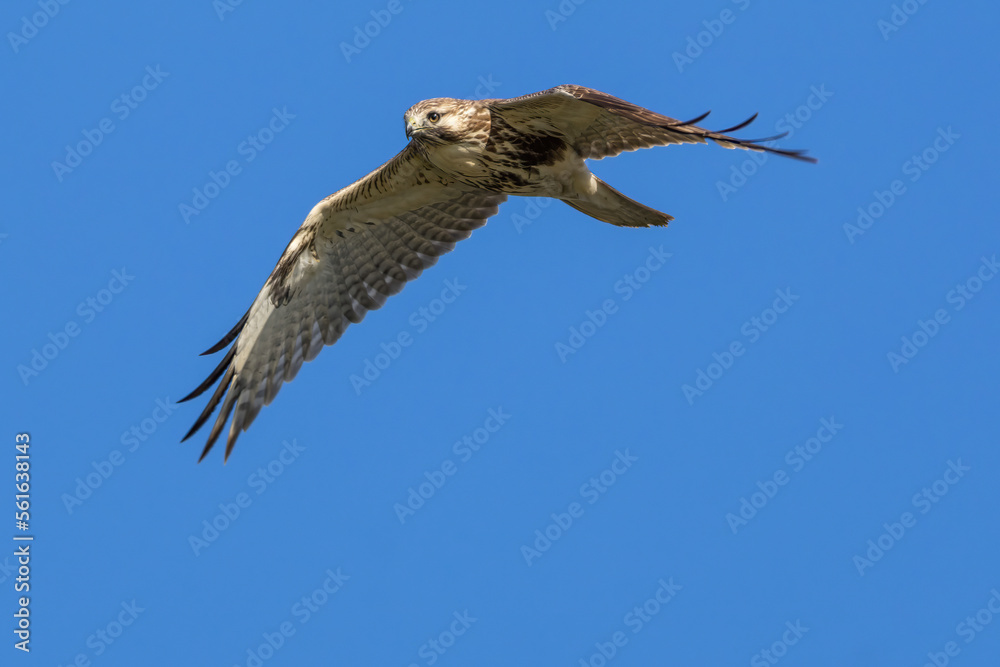 Obraz premium 飛翔するノスリ