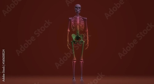 video skeleton, anatomy, body, skull