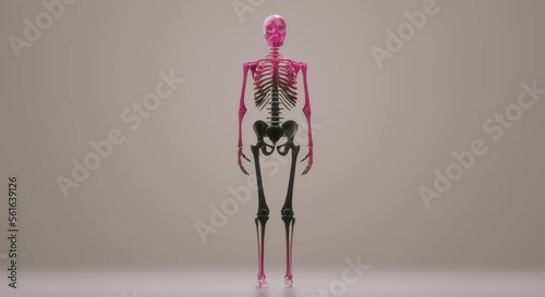 video skeleton, anatomy, body, skull
