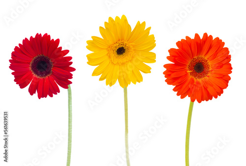three  daisy herbera flowers photo
