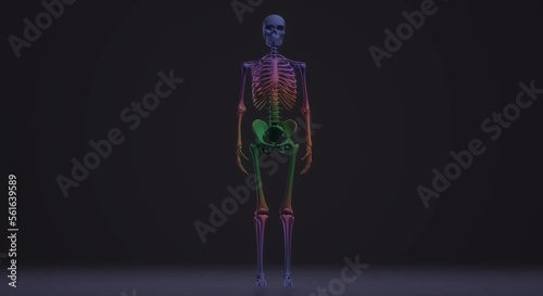 video skeleton, anatomy, body, skull