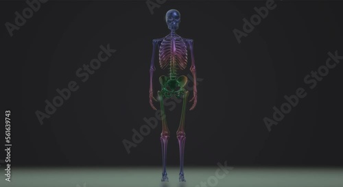video skeleton, anatomy, body, skull
