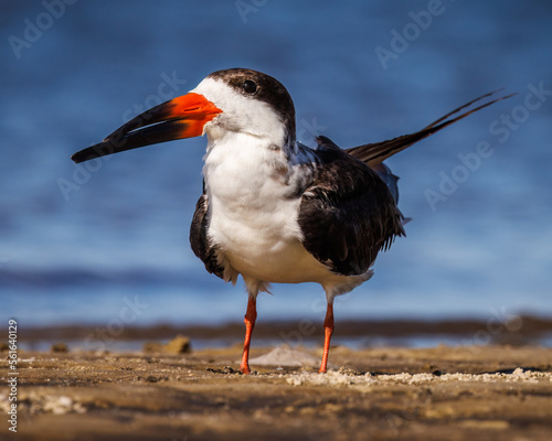Black skimmer (rynchops niger) standing on beach in Florida, USA photo