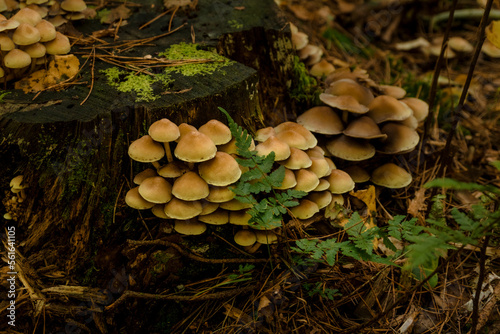 mushrooms in the forest