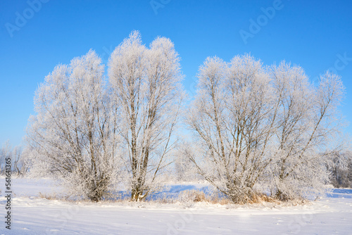 Winter wonderland. White winter landscape. Snow-covered countryside.