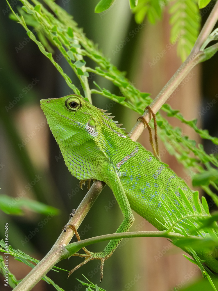 The chameleon is a species of tree lizard from the Agamidae tribe which is widespread in Indonesia