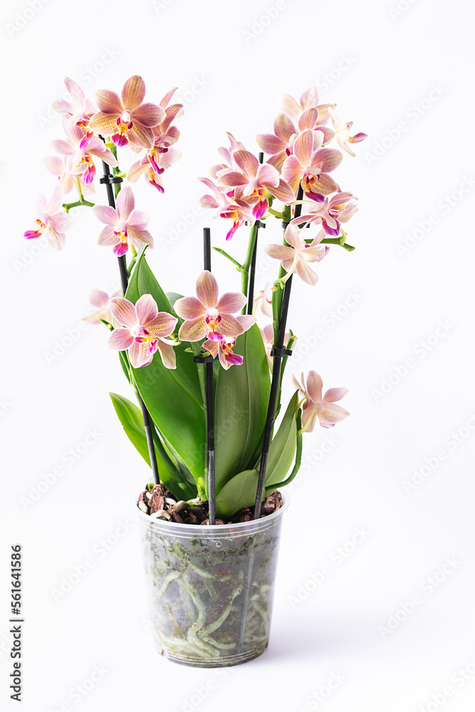 Beautiful orchid flower in a pot on white background close up.