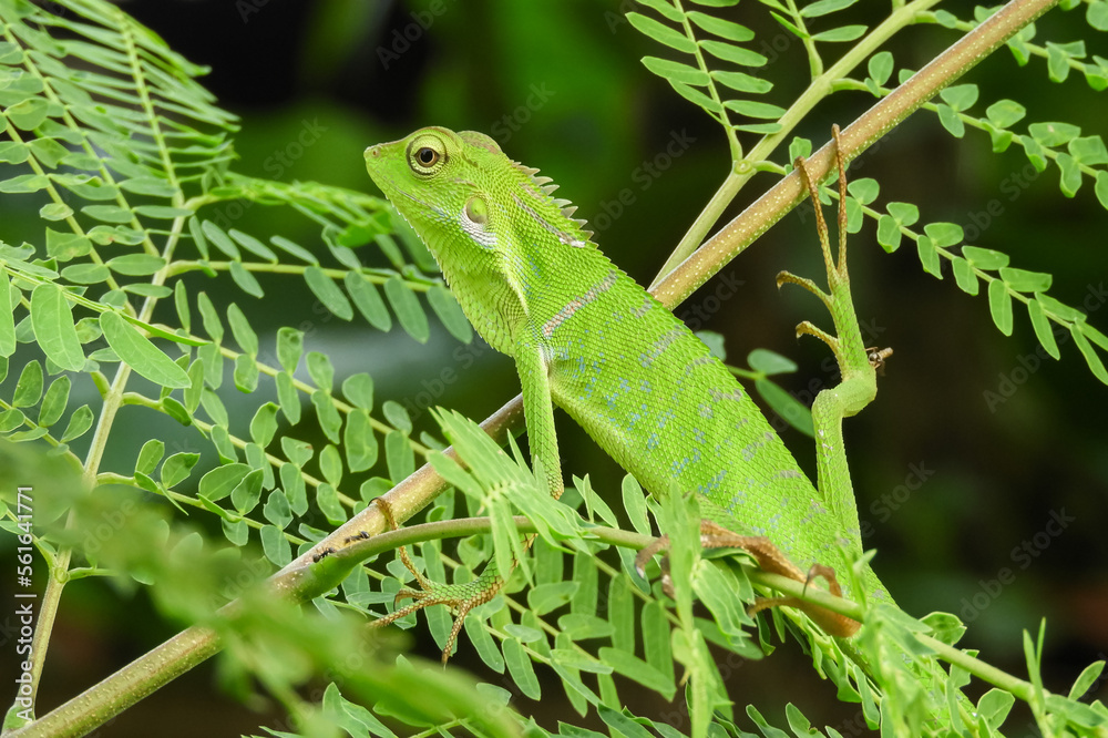 The chameleon is a species of tree lizard from the Agamidae tribe which is widespread in Indonesia The chameleon is a species of tree lizard from the Agamidae tribe which is widespread in Indonesia