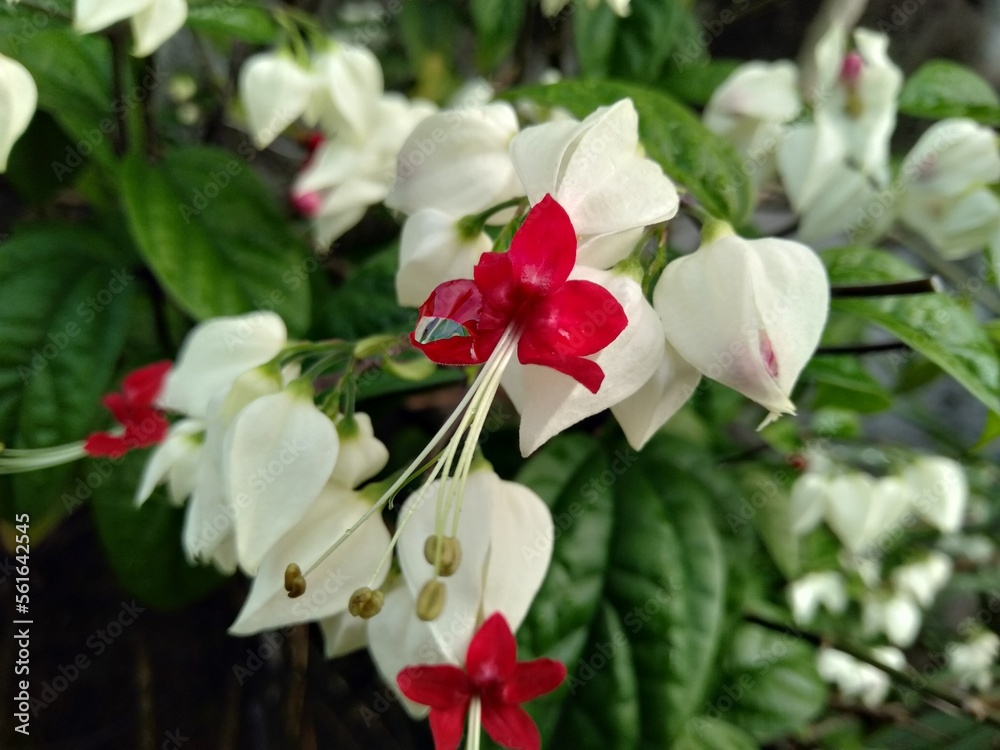 Obraz premium pink orchid flower