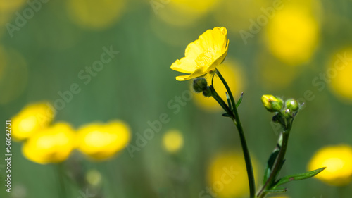 Field of Yellow Buttercups Blossoming Happily Amid the Cool Green Grass