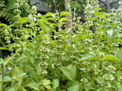 Basil, which has the Latin name Ocimum basilicum, contains a number of nutrients that make it beneficial for health.