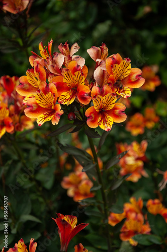 Alstroemeria orange on a green background.Orange flower.,red and yellow flowers