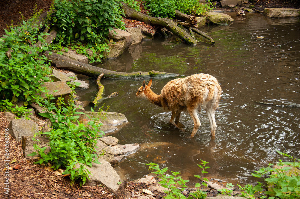A young llama stands in the water against the background of green plants. A young llama stands in the water against the background of green plants.